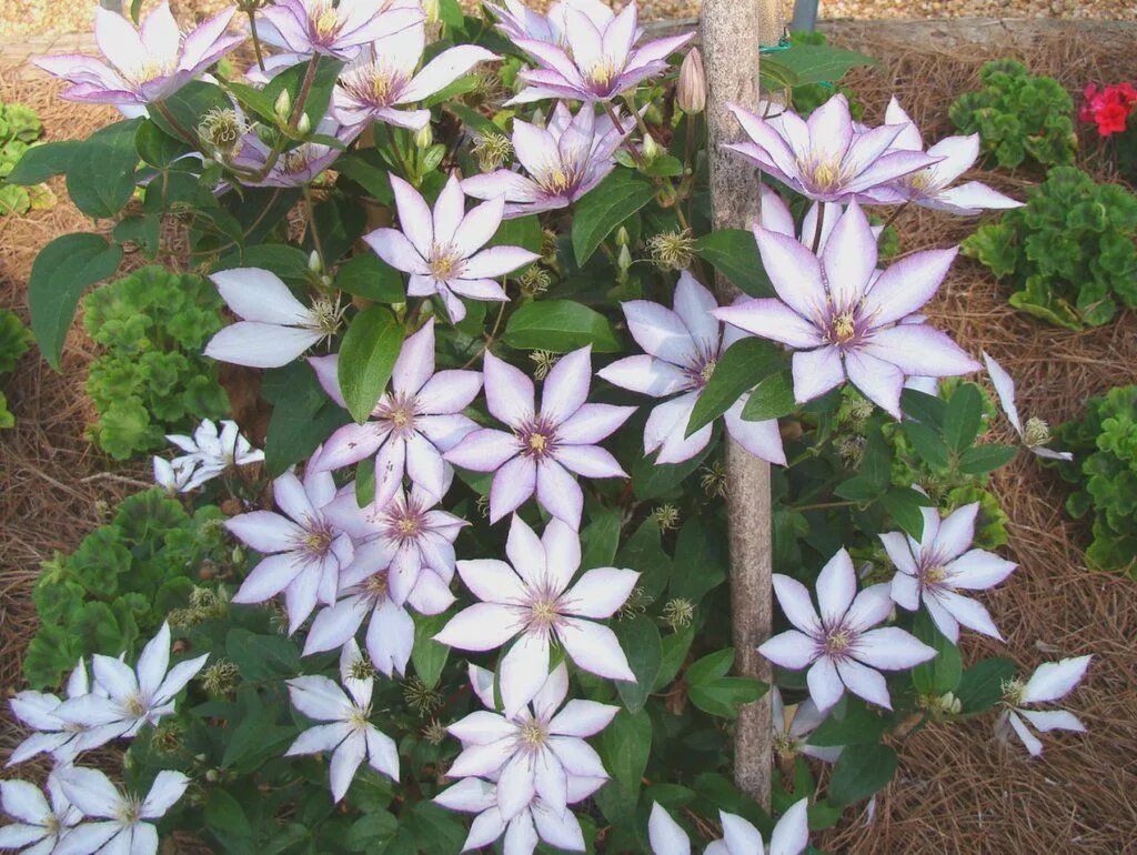 Клематис самаритянин джо описание и фото Clematis Samaritan Jo ク レ マ チ ス