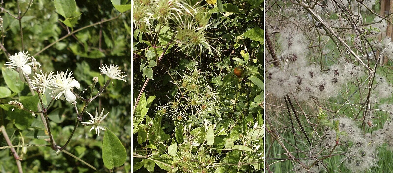 Клематис сено козе фото и описание сорта File:Clematis-vitalba-year.jpg - Wikimedia Commons