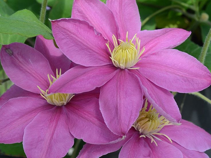 Клематис шампань фото alaina Clematis, Pink flower names, Pink flowers