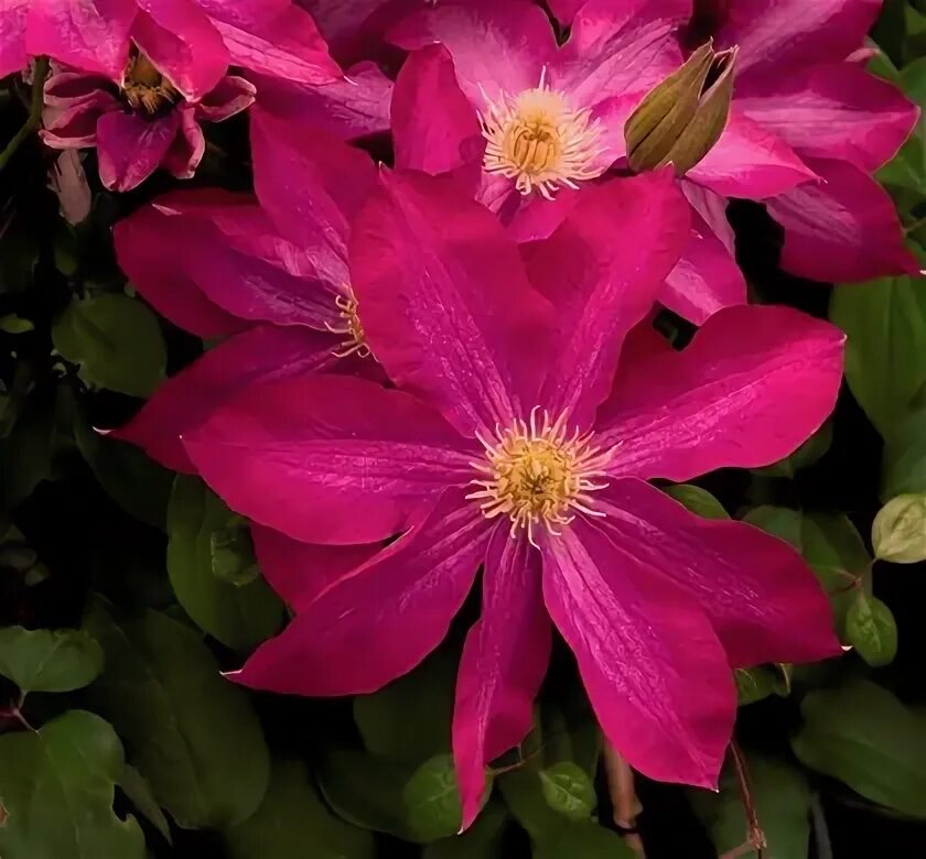 Клематис шампань фото Pink Champagne Clematis Natorp's Online Plant Store