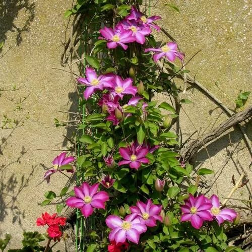 Клематис шампань фото Clematis 'Pink Champagne' : buy Clematis 'Pink Champagne' / Clematis Pink Champa