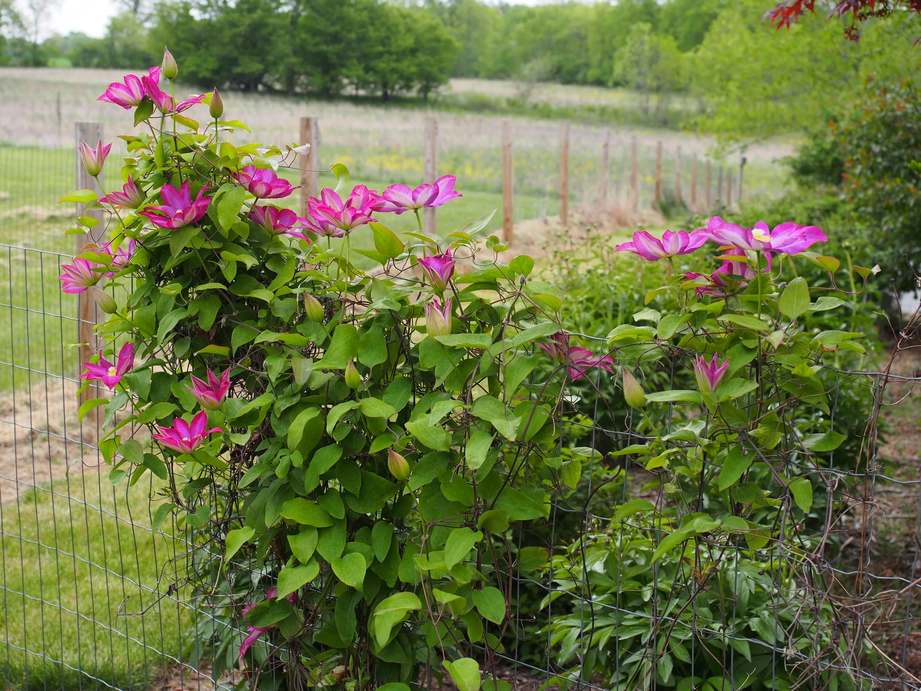 Клематис шампань фото File:Clematis 'Pink Champagne' 5 2021 Clematis- (51189443182).jpg - Wikimedia Co