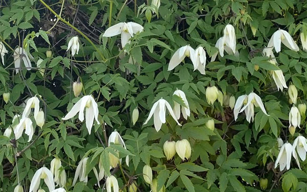 Клематис сибирский фото Княжик или клематис сибирский (Clematis sibirica, Atragene sibirica) - описание,