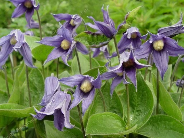 Клематис сибирский фото Сибирский клематис: Княжик или клематис сибирский (Clematis sibirica, Atragene s
