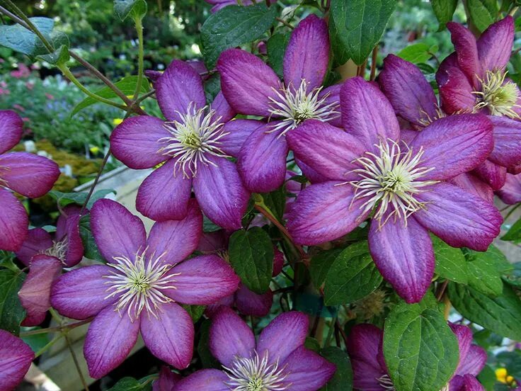 Клематис сибирский фото и описание We get questions: gardening in early summer! Clematis varieties, Clematis ville 