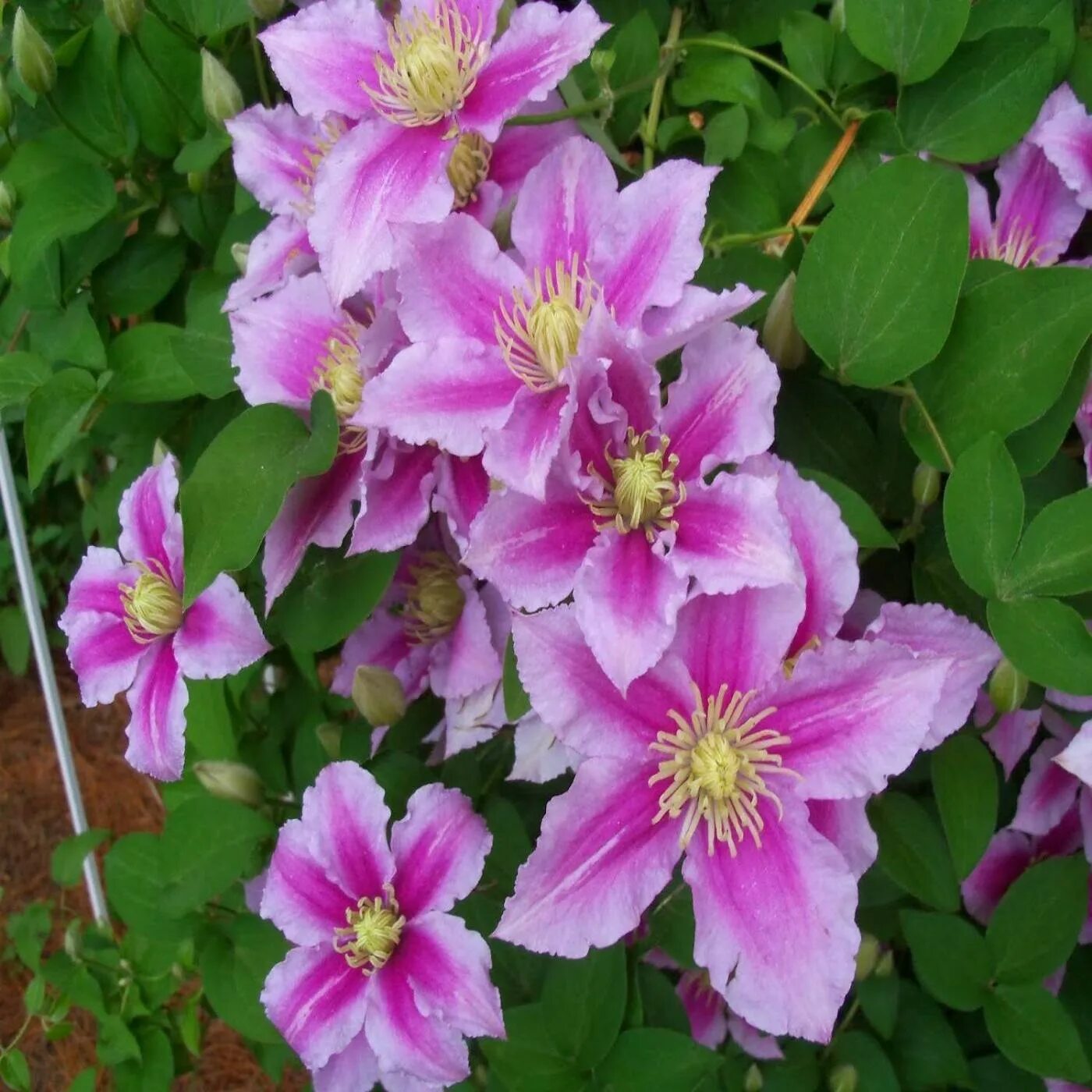 Клематис сибирский фото и описание Купить Клематис гибридный Piilu - Клематис - GardenPlants