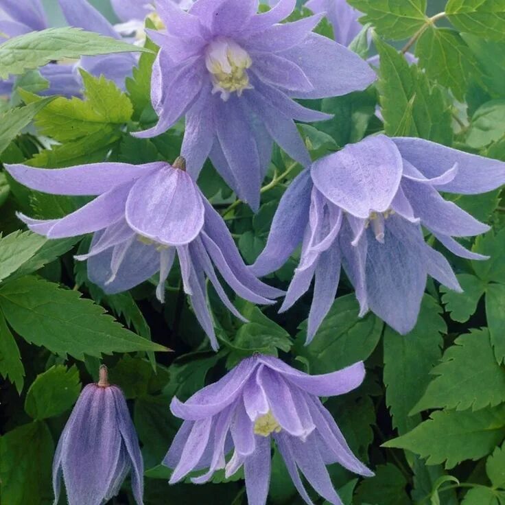 Клематис сибирский фото и описание Roze bosrank (Clematis macropetala "Markham's Pink") klimplant - Kwekersvergelij