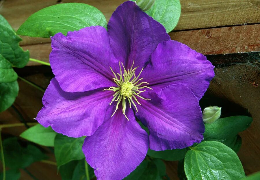 Клематис сикорский фото Clematis General Sikorski. Photograph by Chris B Stock/science Photo Library - P