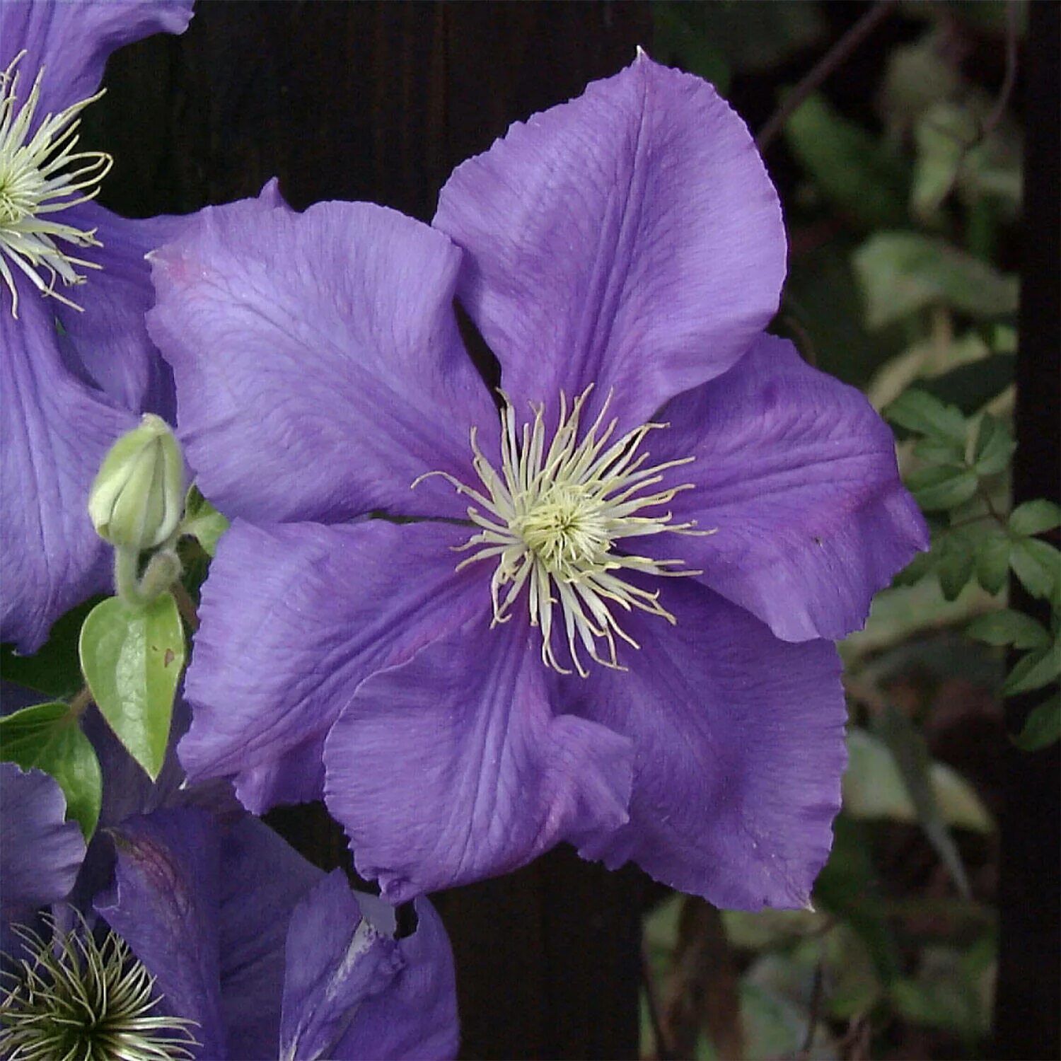 Клематис сикорский фото Waldrebe 'General Sikorski' - Clematis 'General Sikorski'