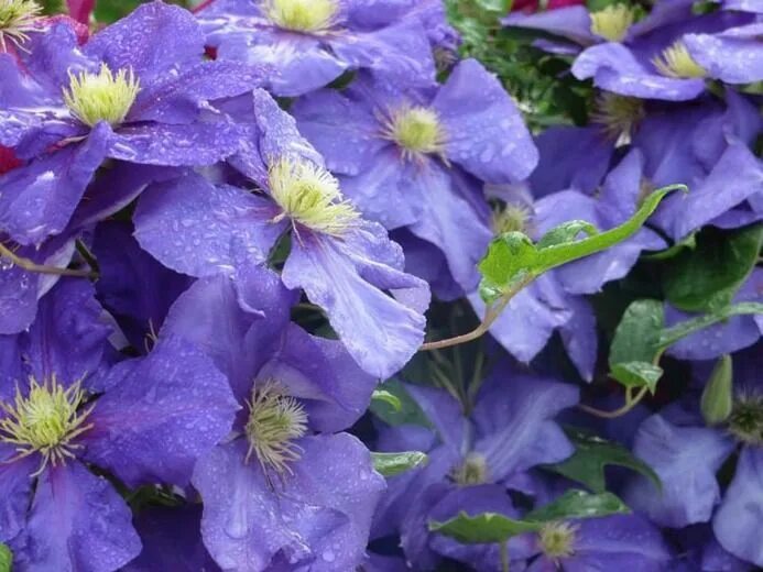 Клематис сикорский фото Clematis 'General Sikorski' (Early Large-Flowered Clematis)