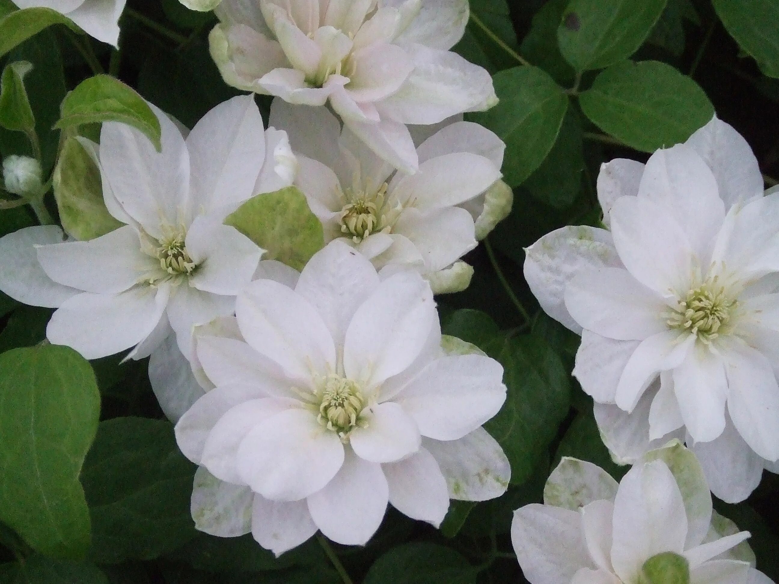 Клематис сильвия денни фото Clematis 'Dancing Queen' Clematis plants, White flowers garden, Clematis