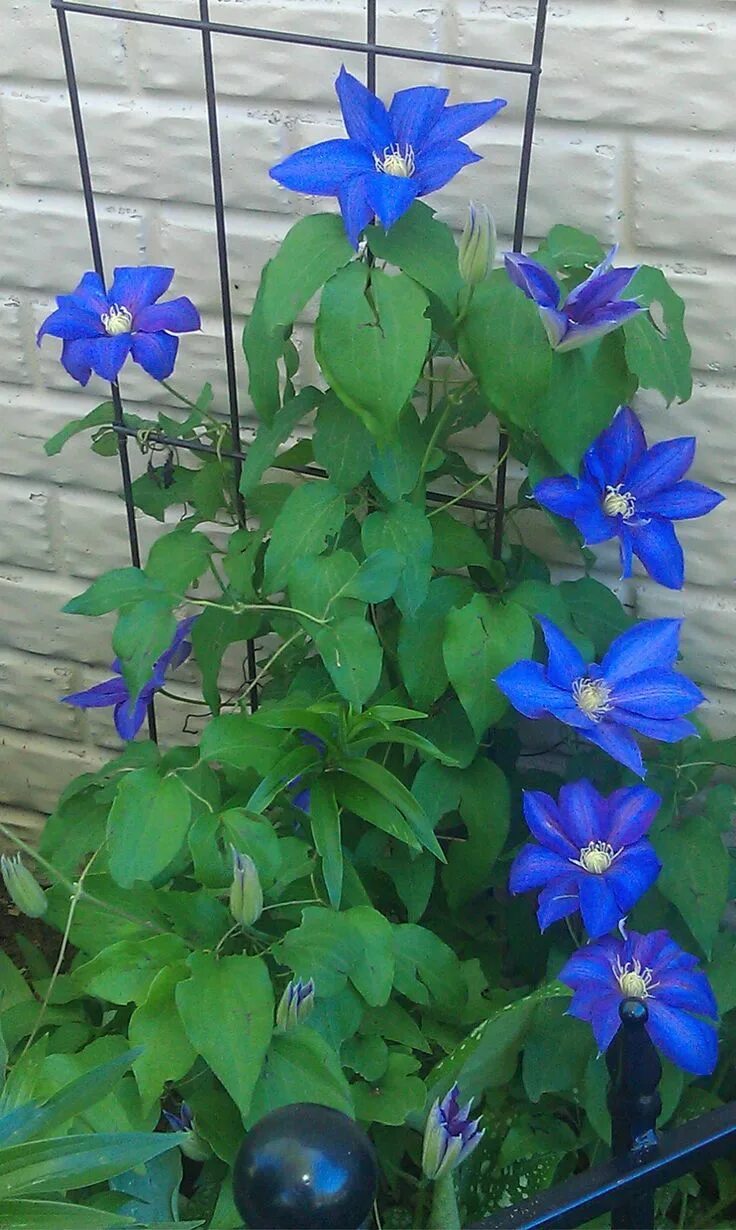Клематис синее пламя фото и описание сорта imgur.com Clematis flower, Blue flowers garden, Clematis