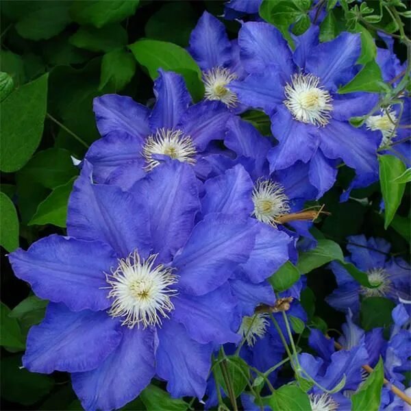 Клематис синее пламя фото и описание сорта Pin by Olga rizzi on Flores Clematis, Clematis care, Beautiful flowers
