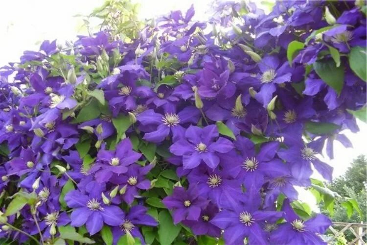 Клематис синее пламя фото и описание сорта Саженцы клематиса синее пламя купить в Москве по цене от 1700 рублей