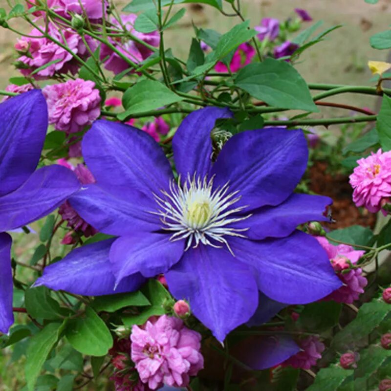 Клематис синее пламя фото и описание сорта Egrow 100pcs/pack clematis seeds beautiful climbing plant flower seeds bonsai po