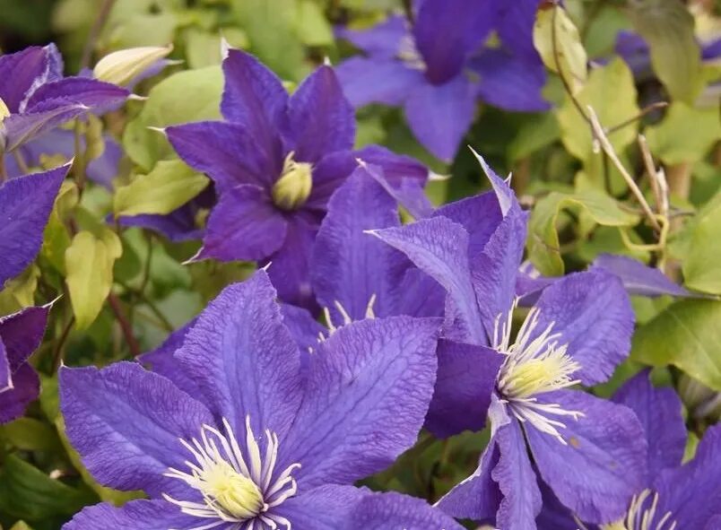 Клематис синее пламя фото и описание сорта Clematis_Rhapsody
