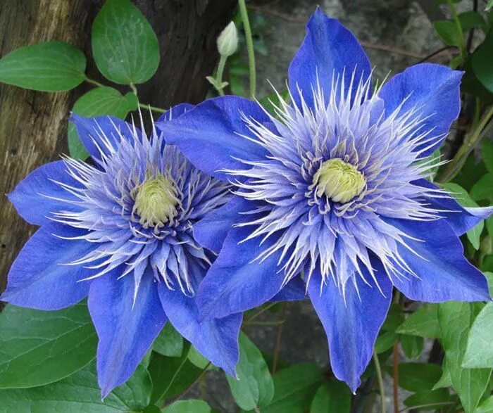 Клематис синий фото Best Blue flowers How to grow Blue flowers Growing Blue flowers Flores azuis, Fl