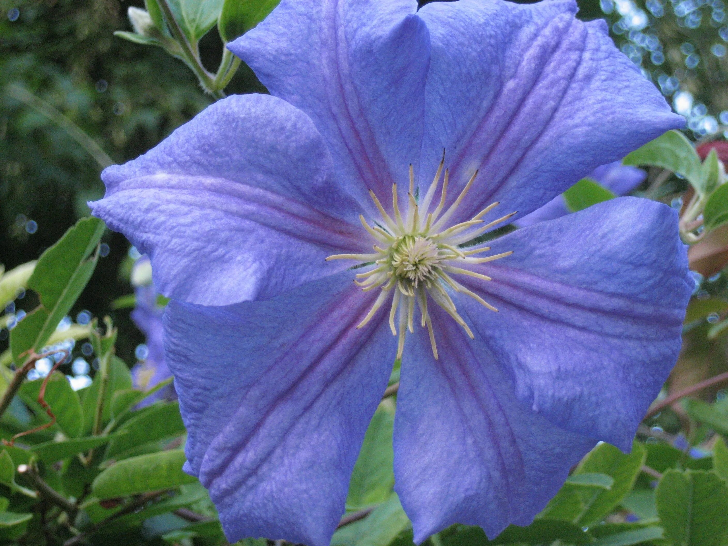 Клематис синий сорта с фото Purple blue clematis flower free image download