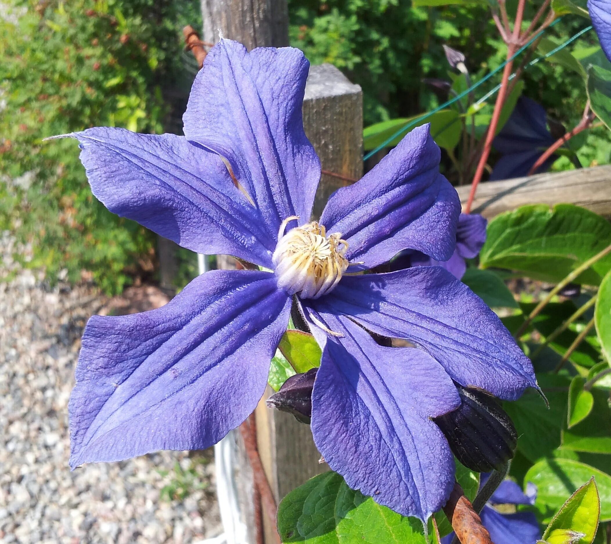 Клематис синий сорта с фото Clematis Blue free image download