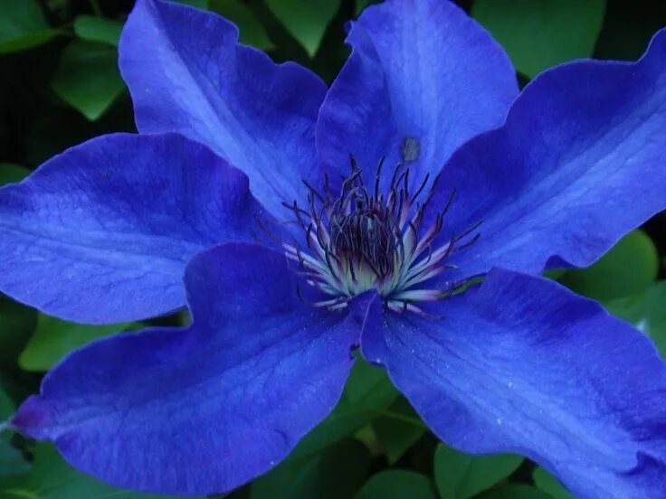 Клематис синий сорта с фото Pin on Color Palette Plants, Blue clematis, Clematis