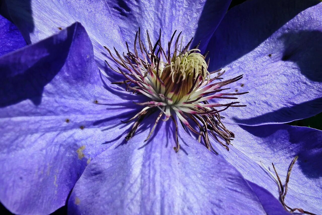 Клематис синий сорта с фото Flower, clematis, blue, the petals, closeup - free image from needpix.com