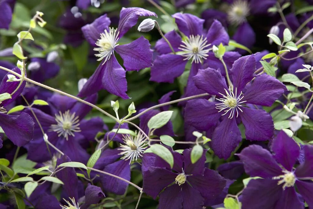 Клематис синий сорта с фото Clematis 'Angelique' Clematis, Clematis vine, Garden vines