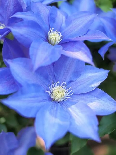 Клематис синий сорта с фото и названиями Pin on Beautiful Blue Clematis flower, Clematis, Flower garden plans