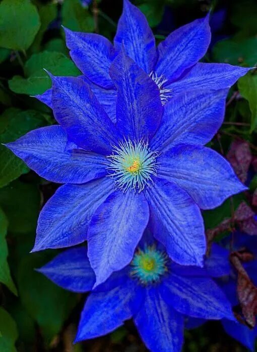 Клематис синий сорта с фото и названиями Clematis comes from the Greek word "klematis," meaning vine. - . A flor azul é c