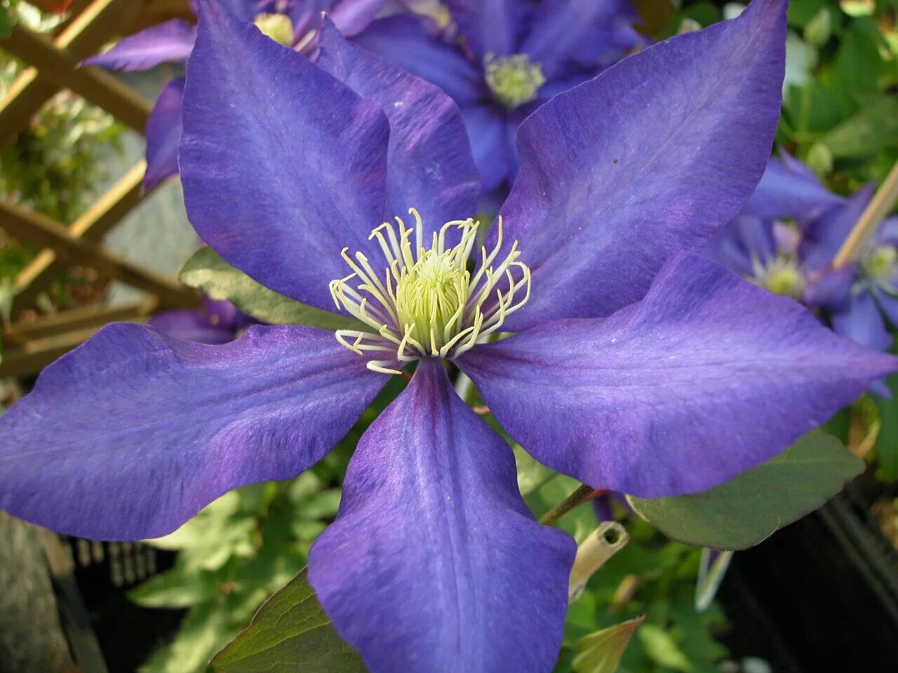 Клематис синий сорта с фото и названиями Clematis hybrids group ... www.clematis.be... Clematis