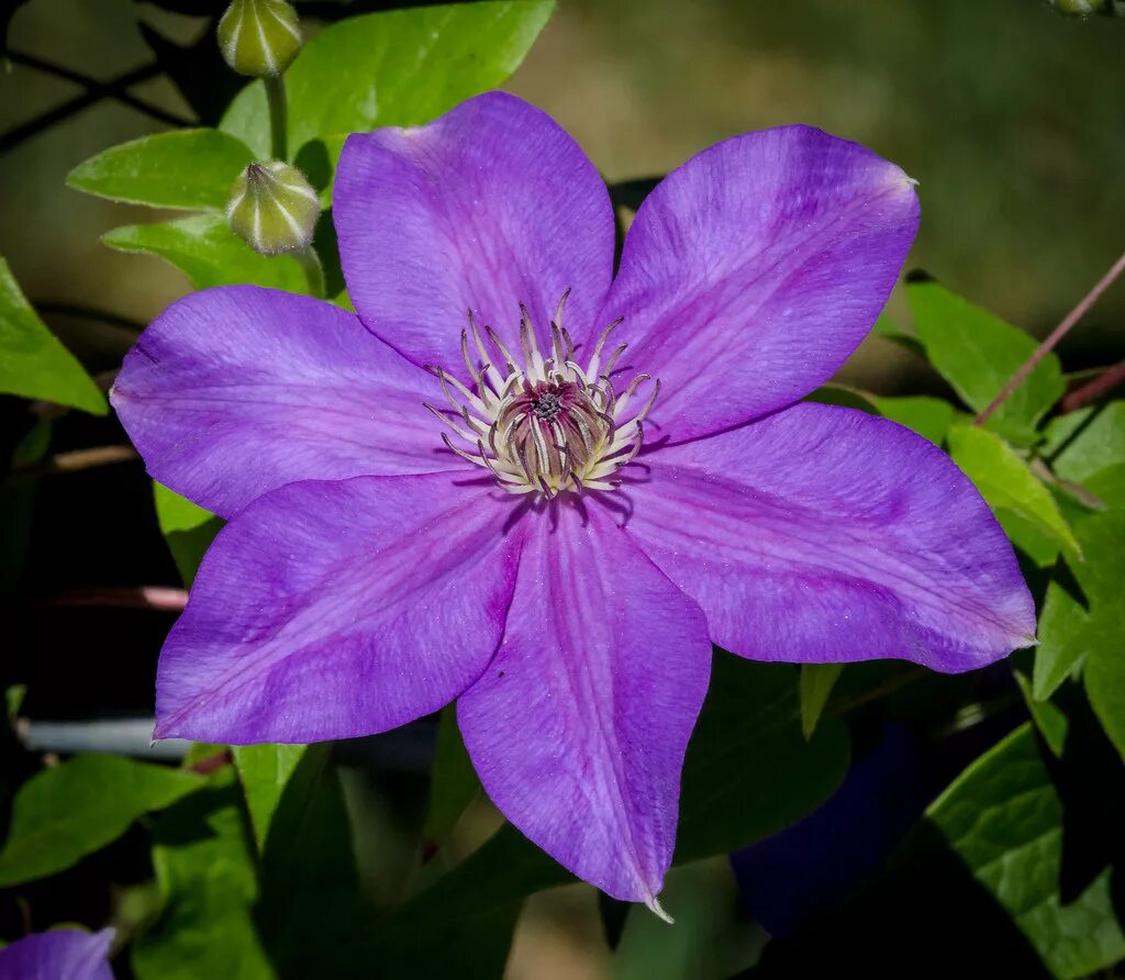 Клематис сиреневый фото Purple Clematis Purple Clematis at Longwood Gardens 2016_0. Flickr