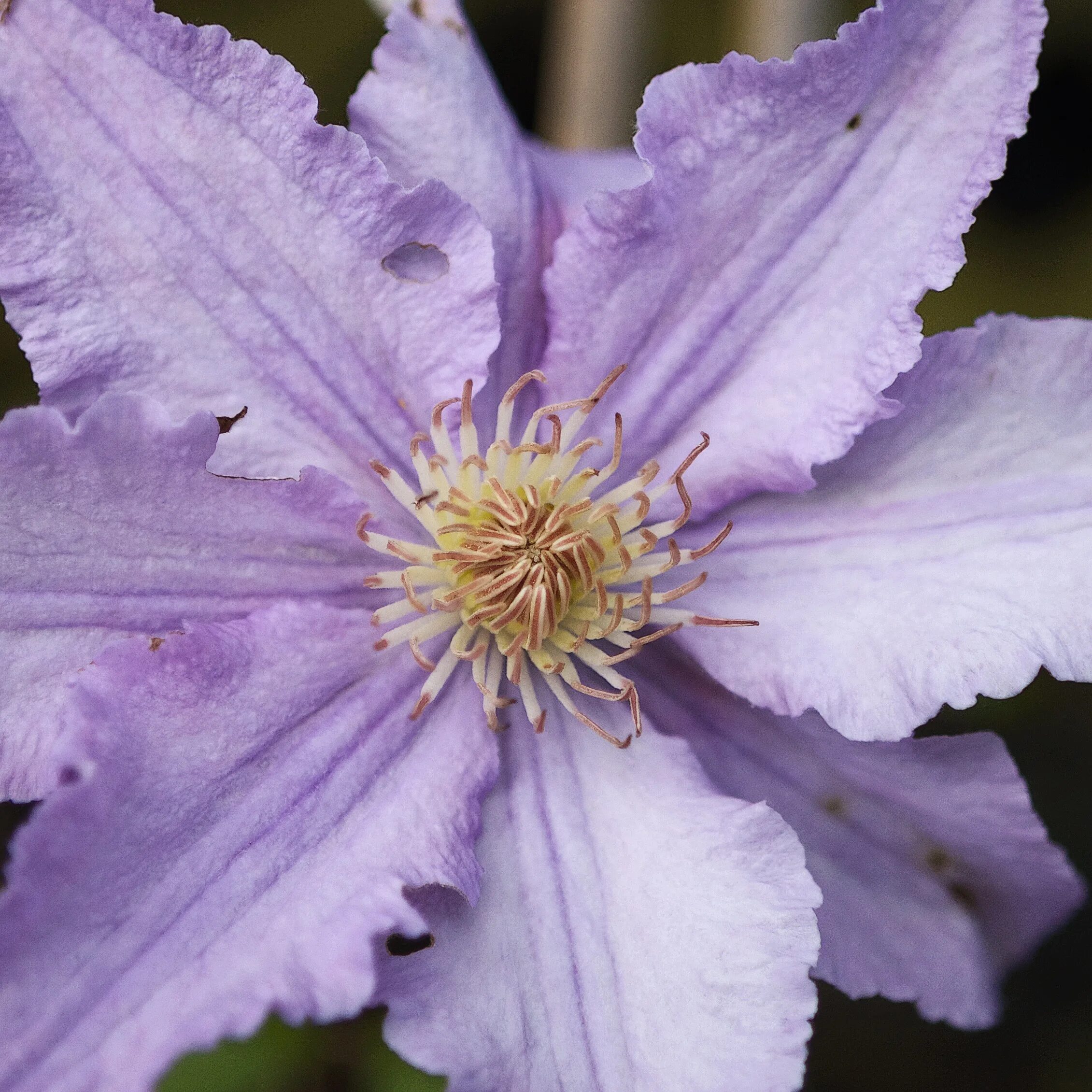 Клематис сиреневый фото Opened clematis flower close-up free image download