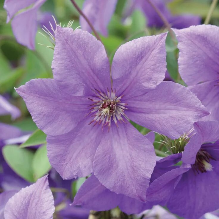 Клематис сиреневый фото Clematis 'Semu' plants Jardinería, Flores