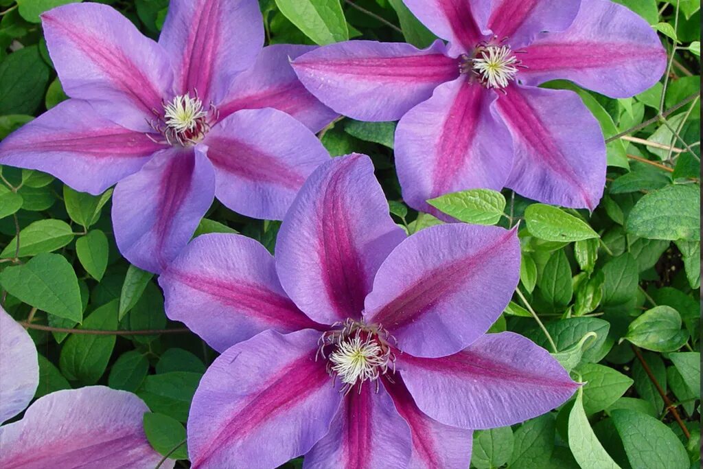 Клематис сказка фото Клематис крупноцветковый Этоль де Маликорн (Clematis florida Etоilе dе Mаliсоrn)