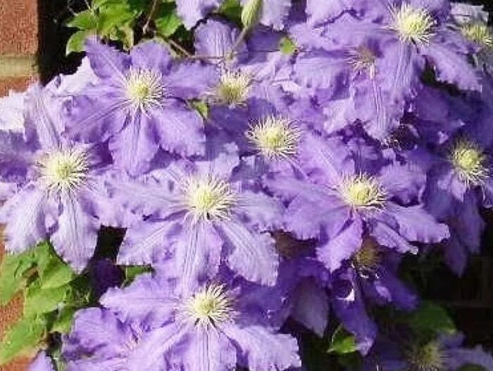 Клематис славянка фото и описание Clematis in stock !!Age from 2 to 4 years !! This year will bloom for sure !! ht