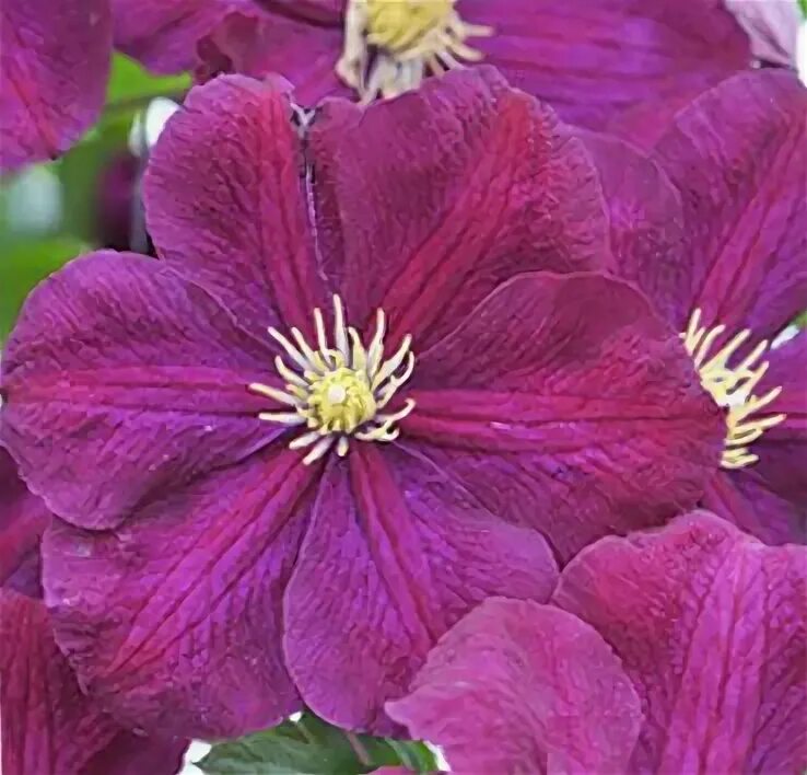 Клематис славянка фото и описание Clematis viticella Slowianka2000. Фотография из альбома Клематисы Марчинского 2л