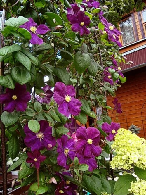 Клематис славянка фото и описание Клематис фиолетовый Славянка (Clematis viticella Slowianka) 5л контейнер, цена в