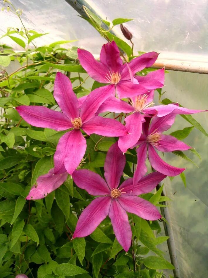 Клематис славянка фото и описание clematis Esperanto Clematis, Beautiful flowers, Flower garden