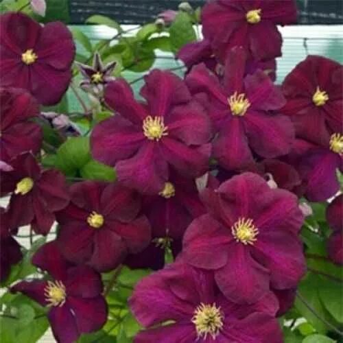 Клематис славянка фото и описание Клематис фиолетовый Славянка (Clematis viticella Slowianka) 5л контейнер, цена в