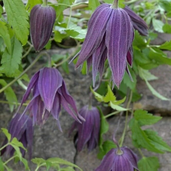 Клематис славянка фото и описание Clematis macrophylla 'Elgar' Clematis, Climbing plants, Climbing clematis