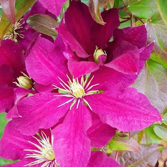 Клематис славянка фото и описание Autumn clematis... so pretty :) . . #autumntime #blooming #clematis #vancouveris