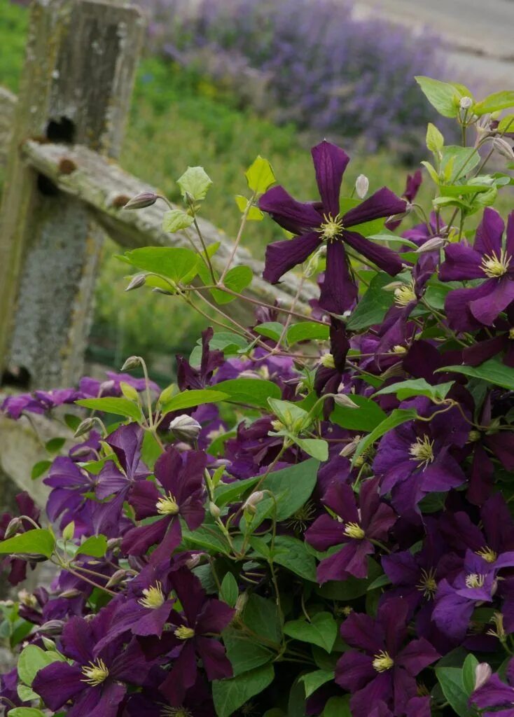 Клематис славянка фото и описание Clematis growing tips from collector with 2,000 Queen of the Vines - Hoosier Gar