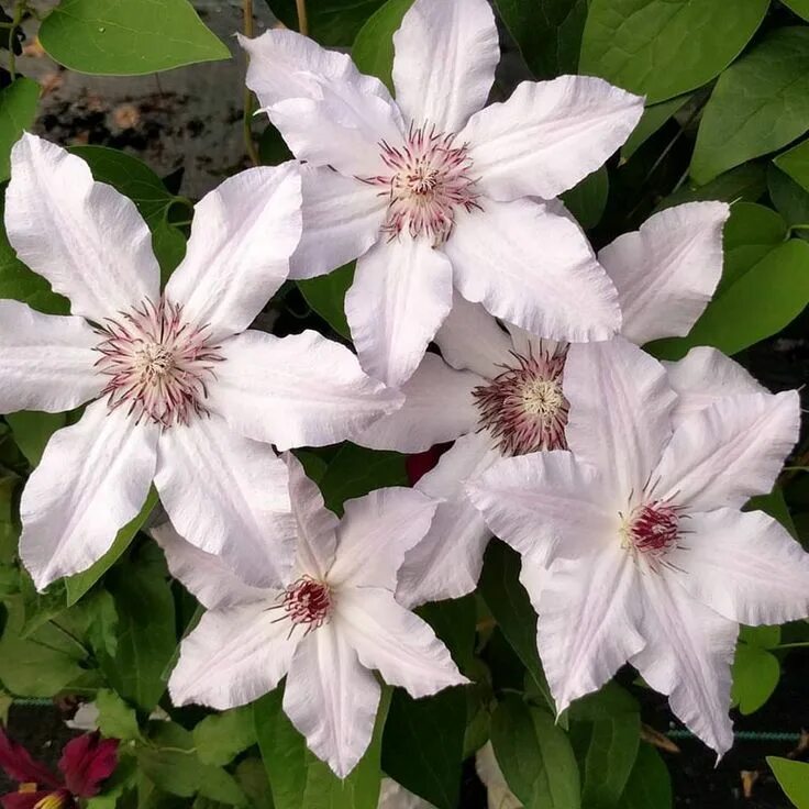 Клематис снежный фото Clematis Snow Queen is offered in a full gallon size with free shipping! It has 