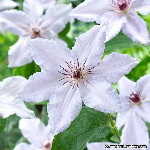 Клематис сноу квин фото и описание сорта Snow Queen Clematis Vine Clematis vine, Clematis, Clematis plants