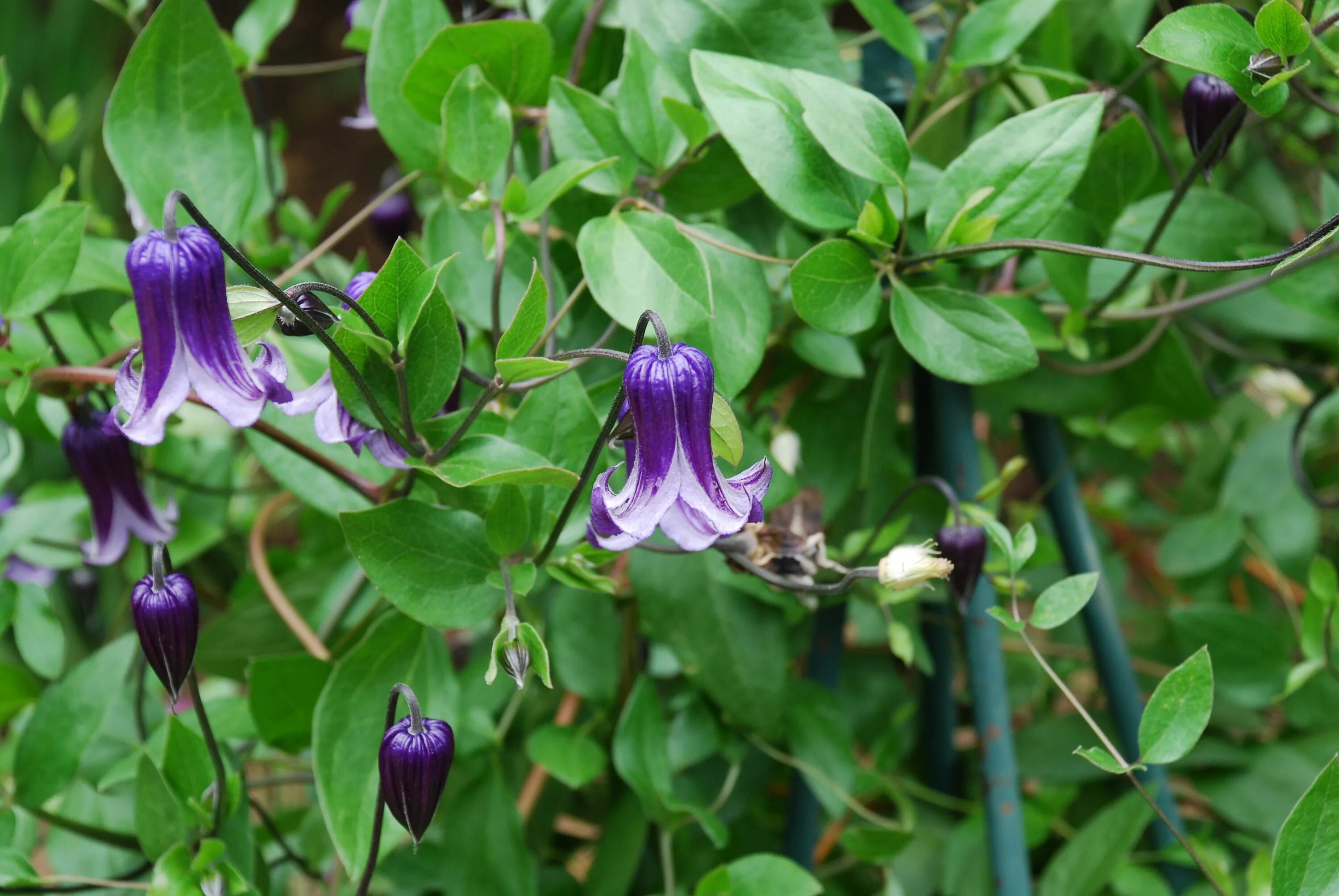 Клематис софи фото Rooguchi Clematis: A Beautiful Rambling Vine