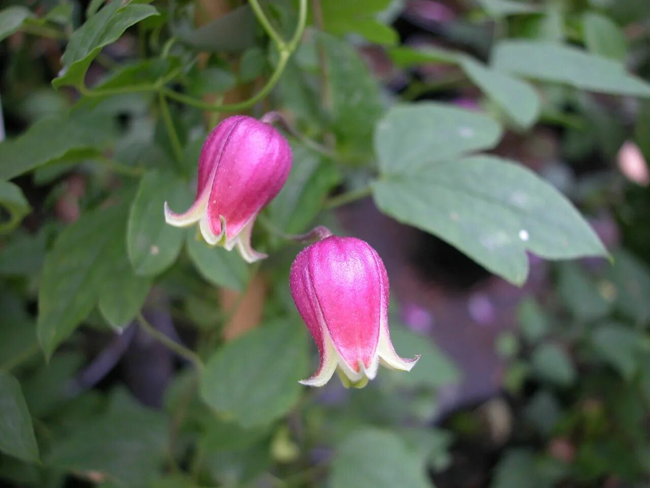 Клематис софи фото Clematis viorna