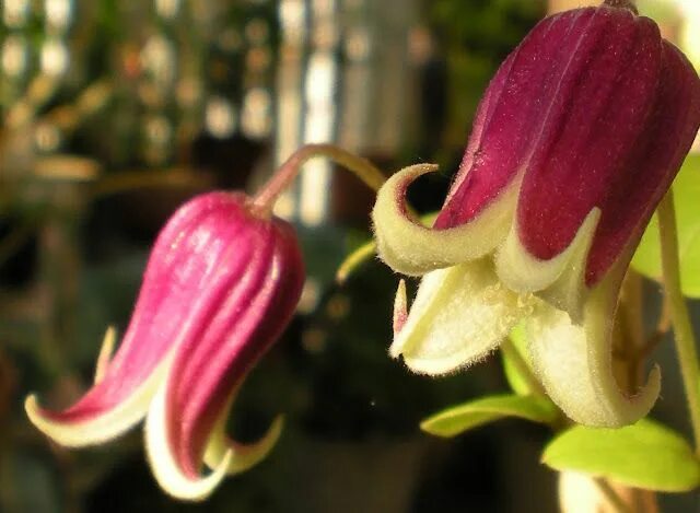 Клематис софи фото Clematis viorna Clematis, Plants, Tall flowers