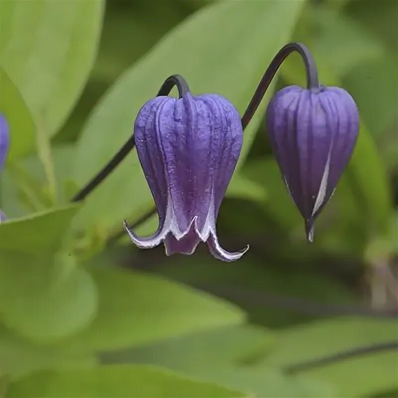 Клематис софи фото Корни,1шт - купить с доставкой по выгодным ценам в интернет-магазине OZON (15037