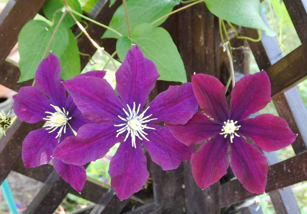 Клематис софи фото Клематисы: tasha_jardinier - ЖЖ