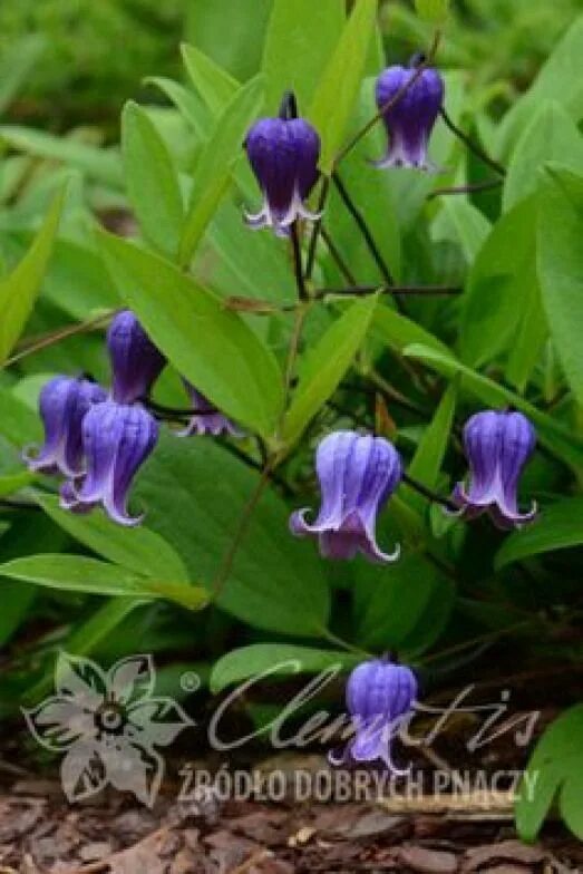 Клематис софи фото Clematis 'Sophie' #clematis #clematis #winter Clematis, Clematis vine, Garden pl