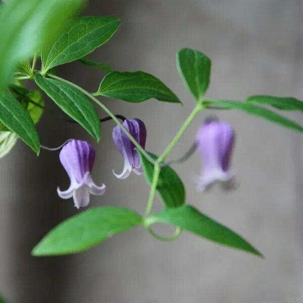 Клематис софи фото klematis_botanicheskij_lyuks_sofi_ws9y-se Интернет-магазин цветов и растений Pla